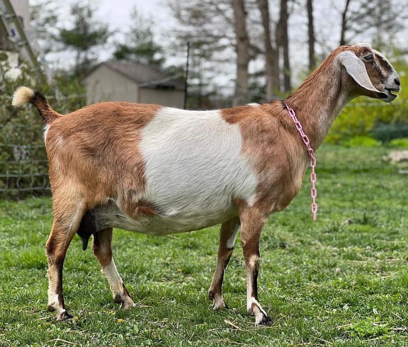 Nubian purebreds Brown/White1